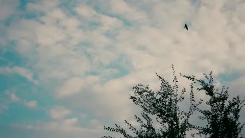 Slow motion video shot of a bird flying in a blue sky with white clouds i. Видео 221493777