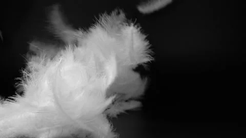 Slow motion video shot of white fluffy feathers flying over black background Stock Footage 130297366
