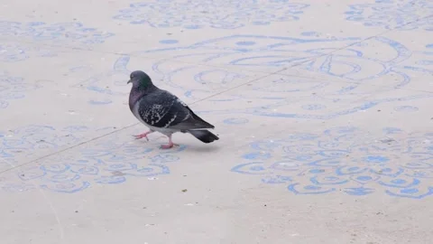Slow motion video of single dove and pigeon. Stock-Footage 152489293