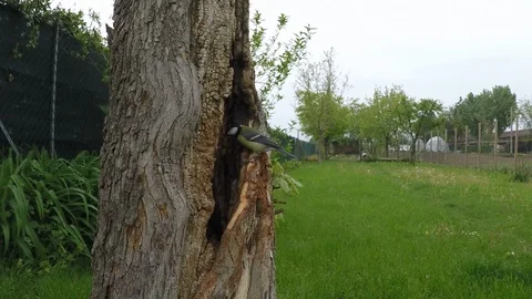 Slow Motion Video of a Small Bird Entering the Nest in a old Tree Trunk Vídeos de archivo 128851229