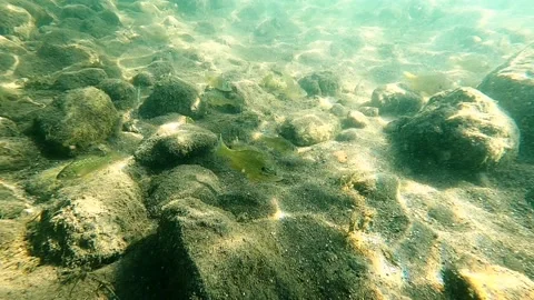Slow motion video of small fish during a dive at the lake Stock Footage 137803195