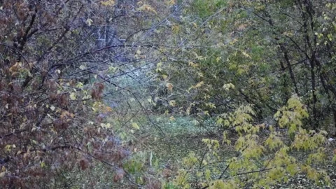 Slow motion video - Snowfall Stock Footage 140792442