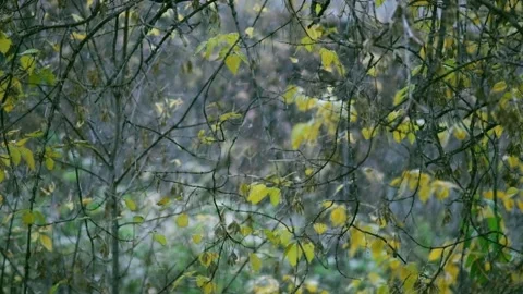 Slow motion video - Snowfall Stock Footage 140792475