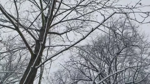 Slow-motion video of snowflakes drifting down among trees in a park, blanke.. Video stock 273041750