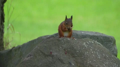 Slow motion video of squirrel eating a pine cone Stock Footage 317285119