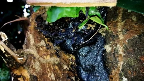 Slow motion video of stingless bee and it's hive. Stock Footage 99333199