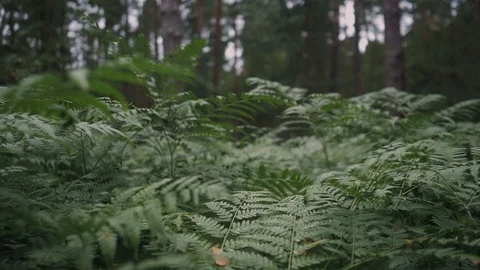 Slow motion video of a strong wind stirring ferns in the forest. Stock Footage 120950468