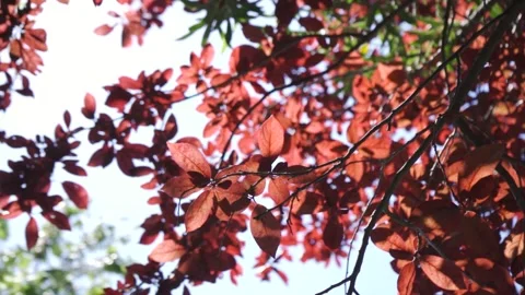 Slow motion video of the sun being revealed behind red leaves of a tree  Stock Footage 257774121
