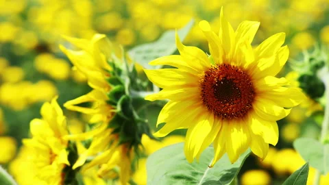 Slow Motion video of Sunflower in wind Stock Footage 288801719