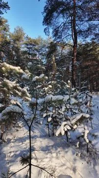 Slow-motion video of a sunny winter pine forest. A man walking in a winter .. Stock Photos