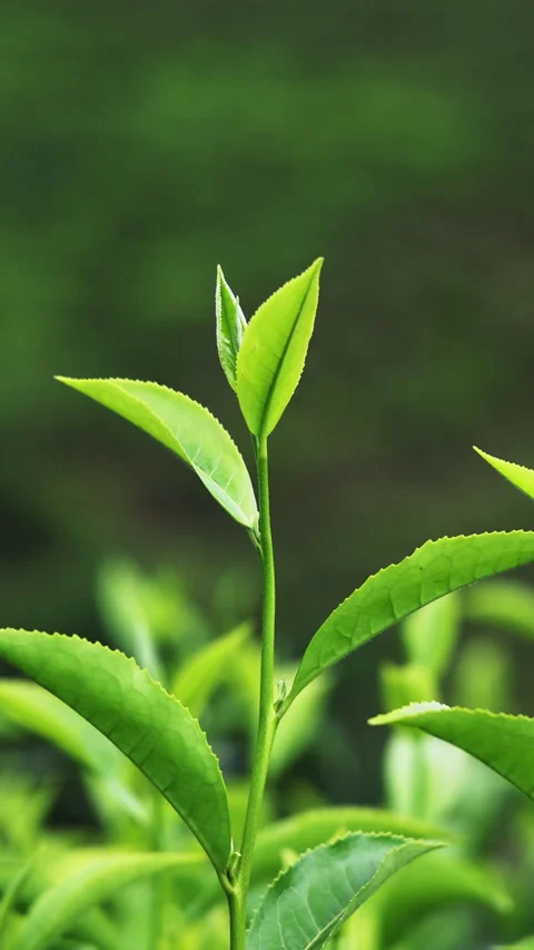 Slow. motion video of tea crop waving in the wind Stock Footage 292073451