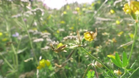 Slow motion video through flowers where a bumblebee lands on a purple flower Stock Footage 229410568