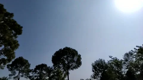 Slow motion video of tree along with sun also moves. Stock Footage 141483288