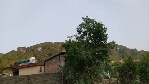 Slow motion video of tree and shops on the road. Stock Footage 141808114