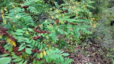 Slow motion video of a tree branch swaying in the wind. Green and yellow leav Stock Footage 345599743