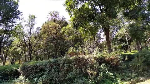 Slow motion video of tree . 스톡 동영상 141482661