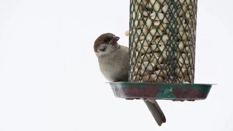 Slow motion video of tree sparrow Stock Footage 244566482