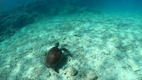Slow motion video of turtle underwater of sea Vidéo 211177126