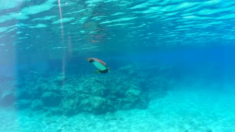 Slow motion video of turtle underwater of sea Stock Footage 211177138