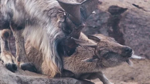 Slow motion video, two goats of the Tajik Markhor goat breed - male and female Stock Footage 174452728