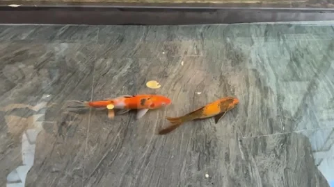Slow motion video of two koi fish swim gracefully in clear pool water Stock Footage 318711763