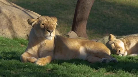 In this slow-motion video, two lioness luxuriates in the sun. Stock Footage 255245039
