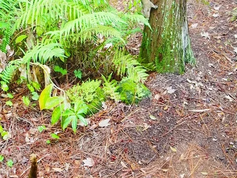 Slow motion video of two squirrels at the base of a tree Stock Footage 81405586
