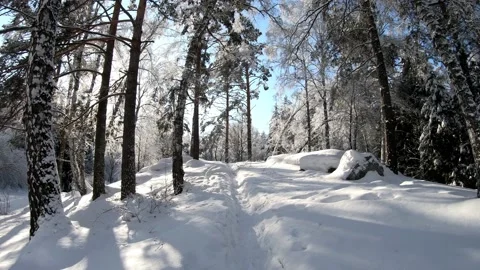 Slow motion video of walking through Siberian winter  forest under the snow. Stock Footage 143318919