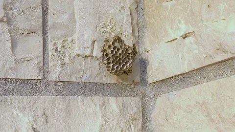 Slow motion video of Wasps building a hive Stock Footage 77435705