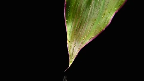 Slow motion video. Water drops falling on a green leaf. Black background. Vídeo Stock 158085491