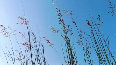 Slow motion video of weeds moving in the wind in the morning against a blue sky Stock Footage 287401017