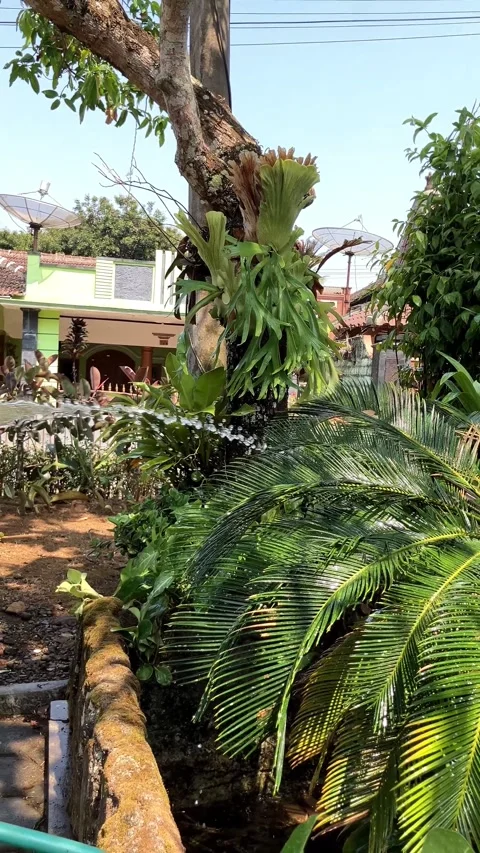 Slow Motion Video Of A Wet Sago Palm And Staghorn Fern In A Tropical garden Stock Footage 346543285
