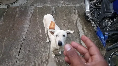 Slow motion video of a white stray dog catching biscuits thrown at it 스톡 동영상 99742256