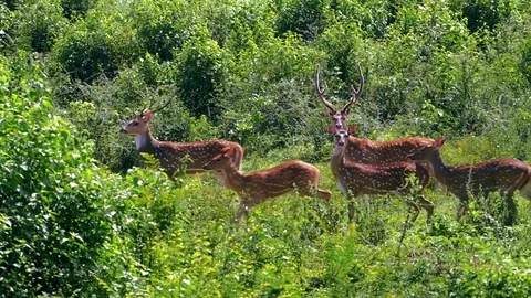 Slow motion video of wild Deer family group move in wild nature of Sri Lanka Vidéo 73947170