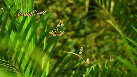 Slow motion video of Zebra Longwing butterfly Heliconius charithonia with black Stock Footage 319480982