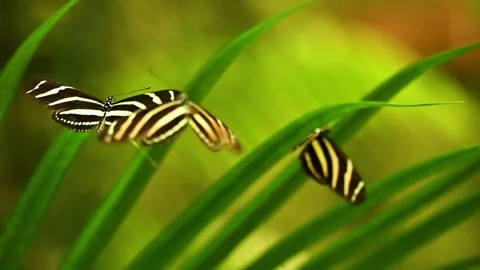 Slow motion video of Zebra Longwing butterfly Heliconius charithonia with black Stock Footage 319481190