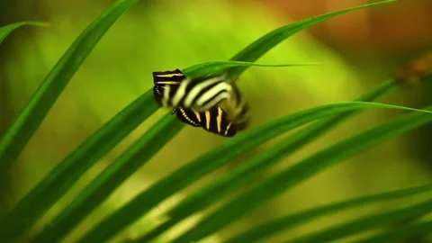 Slow motion video of Zebra Longwing butterfly Heliconius charithonia with black Stock Footage 319481317