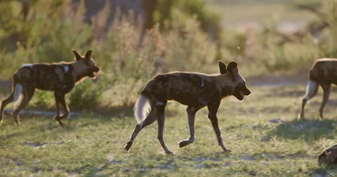 Slow motion view of African Wild Dogs running at sunset Stock Footage 295353196