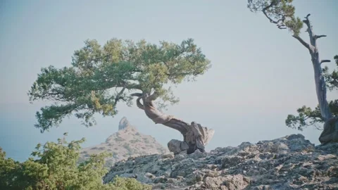 Slow motion view from the back of a middleaged man with a camera approaches the Stock Footage 170939947