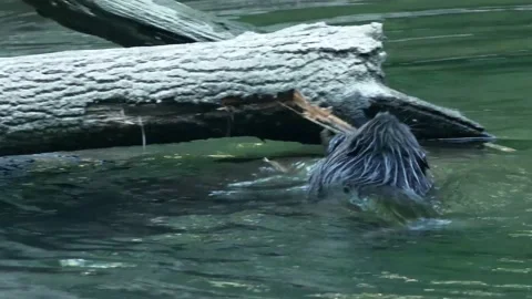 Slow motion view of beaver tearing bark off of fallen log in river, swim Stock Footage 238912749