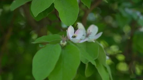 Slow Motion view of bee on the white blossom flower Stock Footage 256400150