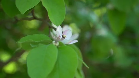 Slow Motion view of bee on the white blossom flower Stock Footage 256400151