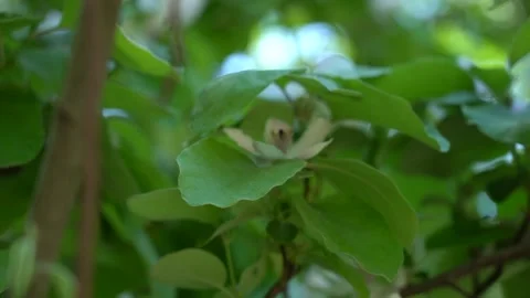 Slow Motion view of bee on the white blossom flower Stock Footage 256400155