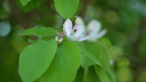 Slow Motion view of bee on the white blossom flower Stock Footage 256400177