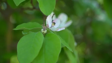 Slow Motion view of bee on the white blossom flower Stock Footage 256400192