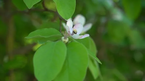 Slow Motion view of bee on the white blossom flower Stock Footage 256400195