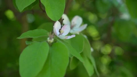 Slow Motion view of bee on the white blossom flower Stock Footage 256400200