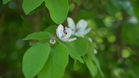 Slow Motion view of bee on the white blossom flower Stock Footage 256400203