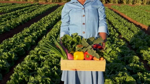 Slow motion view of a Black African female farmer walking through vegetables Video stock 132693205