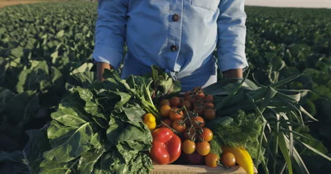 Slow motion view of a Black African female farmer standing in a vegetable field Stock Footage 137952197